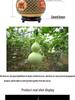Chinese Knot Carved Gourd Pendant for Living Room Decoration or Gift