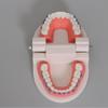 Dental Orthodontic Treatment Teeth Model with Bracket Arch Wire Buccal Tube Ligature Ties for Dentist Lab Teaching Tools