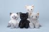 Trend Master Plush Toy Nade Nade Series Nade Nade Nekochan STD2 Siamese