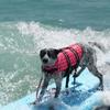 Zomer Hondenkleding Zwemvest Jas Reflecterend Puppy Zomerkleding Badkleding Honden Zwemvest Veiligheids Zwempak Hond Benodigdheden