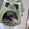 Cat Backpack Going Out School Bag Double Shoulder Pet Bag Cat Travel Dog Cat Products Transparent Large Capacity Portable Cat Bag