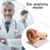 Modèle Anatomique d'Oreille Humaine Agrandie Modèle Anatomique de l'Organe Auditif Matériel Pédagogique pour Étudiant Médecin