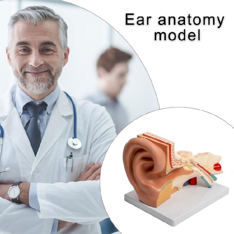 Modèle Anatomique d'Oreille Humaine Agrandie Modèle Anatomique de l'Organe Auditif Matériel Pédagogique pour Étudiant Médecin