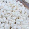 100PCS Přírodní lastury Akvarijní dekorace party festival Home Decor Přírodní mořské lastury Plážové lastury Lastury pro kutily