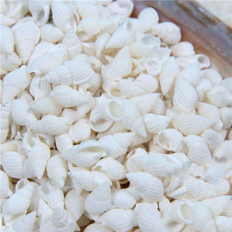 100PCS Přírodní lastury Akvarijní dekorace party festival Home Decor Přírodní mořské lastury Plážové lastury Lastury pro kutily