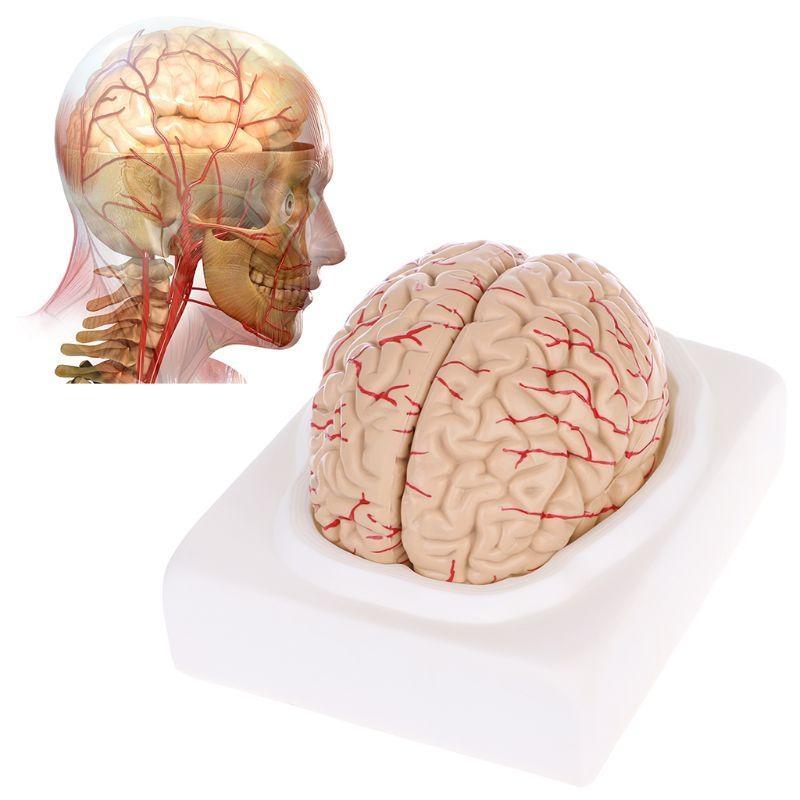 W89C Gedemonteerd Anatomisch Menselijk Model Anatomie Medisch Lesinstrument