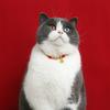 Adjustable Red Cord Pet Collar Cats Dogs With Lucky Charm Pendant Fortune Bag Bell Safety Necklace