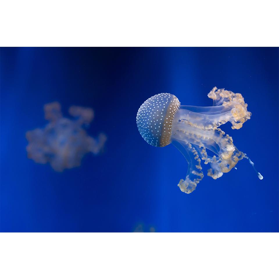 5D-Diamantgemälde zum Selbermachen, Tierqualle, Strass-Kunstbild, Kreuzstich-Set, Volldiamant-Stickerei, Mosaik, Geschenk, Heimdekoration