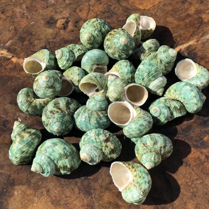 Natural Conch Seashells for Hermit Crabs - Free Shipping, Aquarium Decorations, Water Hardness Regulator