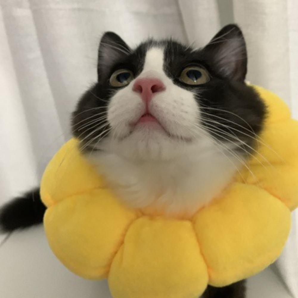 

Кошка Елизаветинский воротник Подсолнух Стерилизационный воротник Для питомца Стерилизация Шея Позорный воротник Защита от вылизывания Защита от царапания Питомец pure yellow cat circle