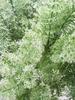 2 Bundles Artificial Wormwood Herb Plant Suitable for Wedding Windowsill Home Desk Party Decoration