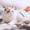 Dog Brush Knife Dogs Comb Pet Hair Remover No Hurt Knife Combs for Dog Hair Trimming Pet Grooming Cat Comb Brushes Pet Products
