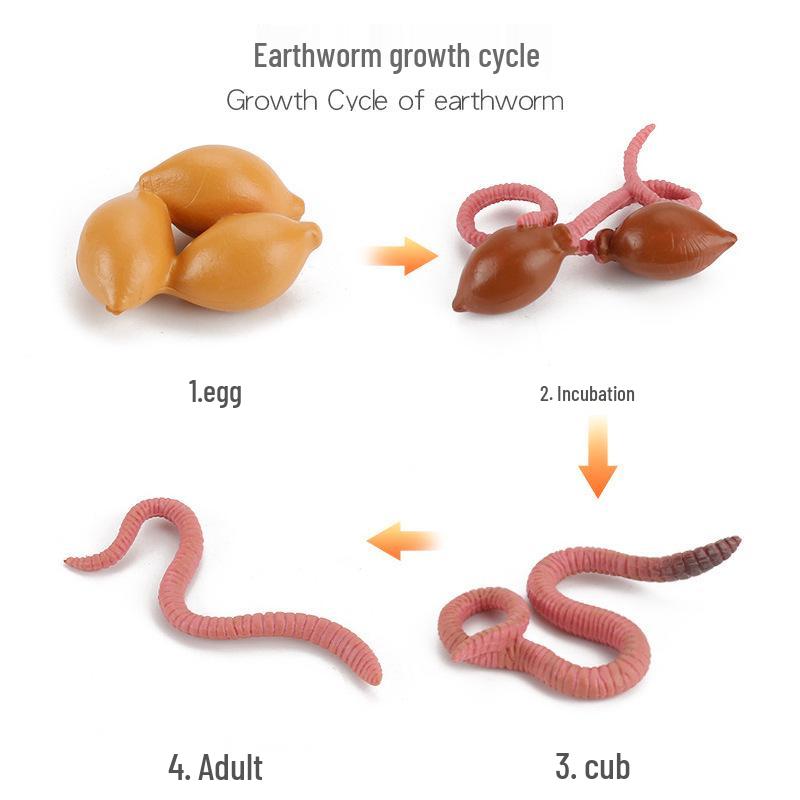 Realistic Sea Turtle, Frog, Snail, and Chick Growth Cycle Figurines for Kindergarten Montessori Learning