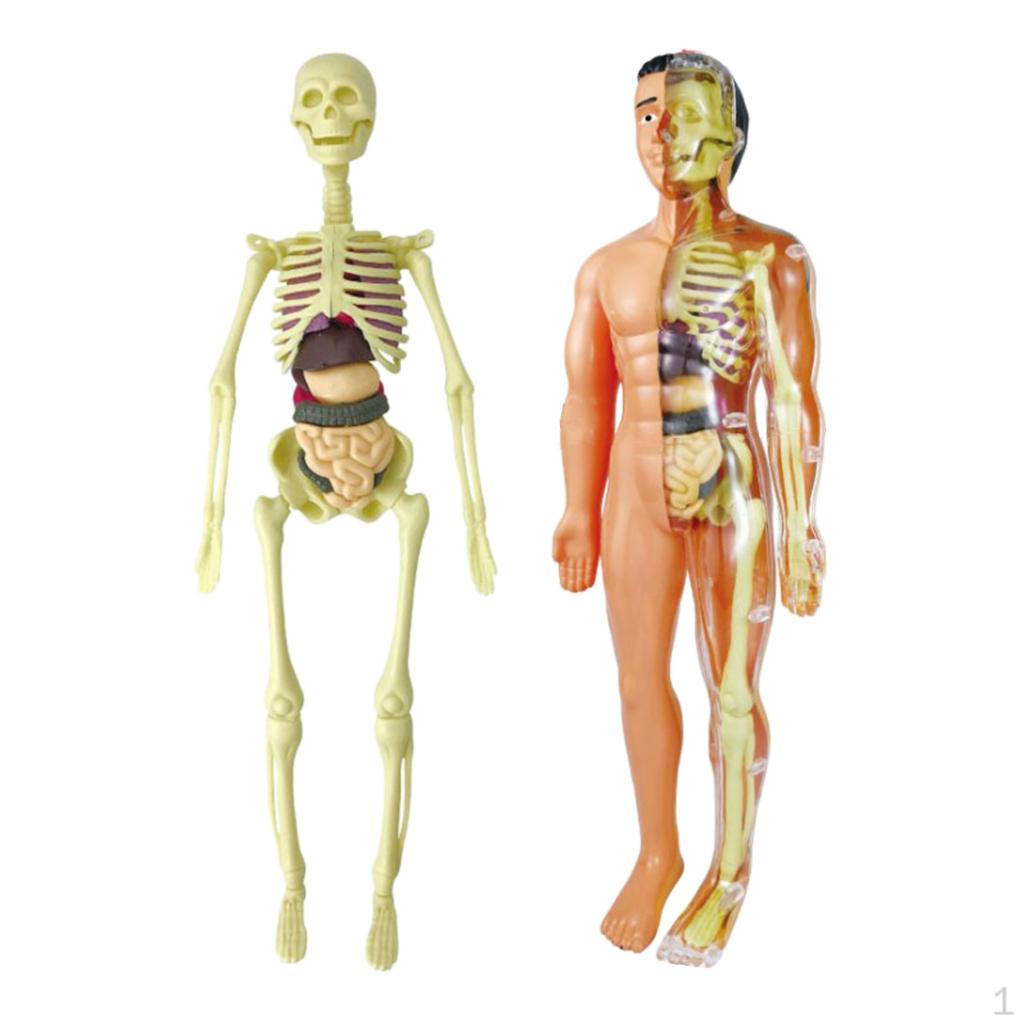Body Anatomy Model with Looking Bones And Movement for , Children Education