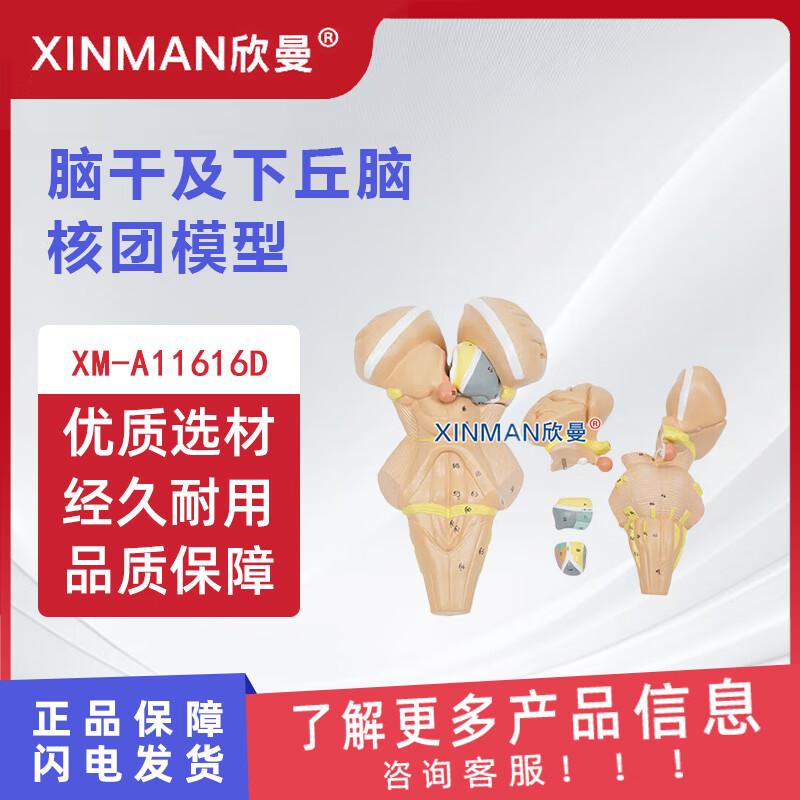 XINMAN Brainstem & Hypothalamic Nuclei Anatomical Model