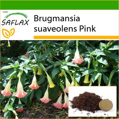 Angel's Trumpet Pink - 10 semi - Con substrato da vaso per una migliore coltivazione - Brugmansia suaveolens Pink