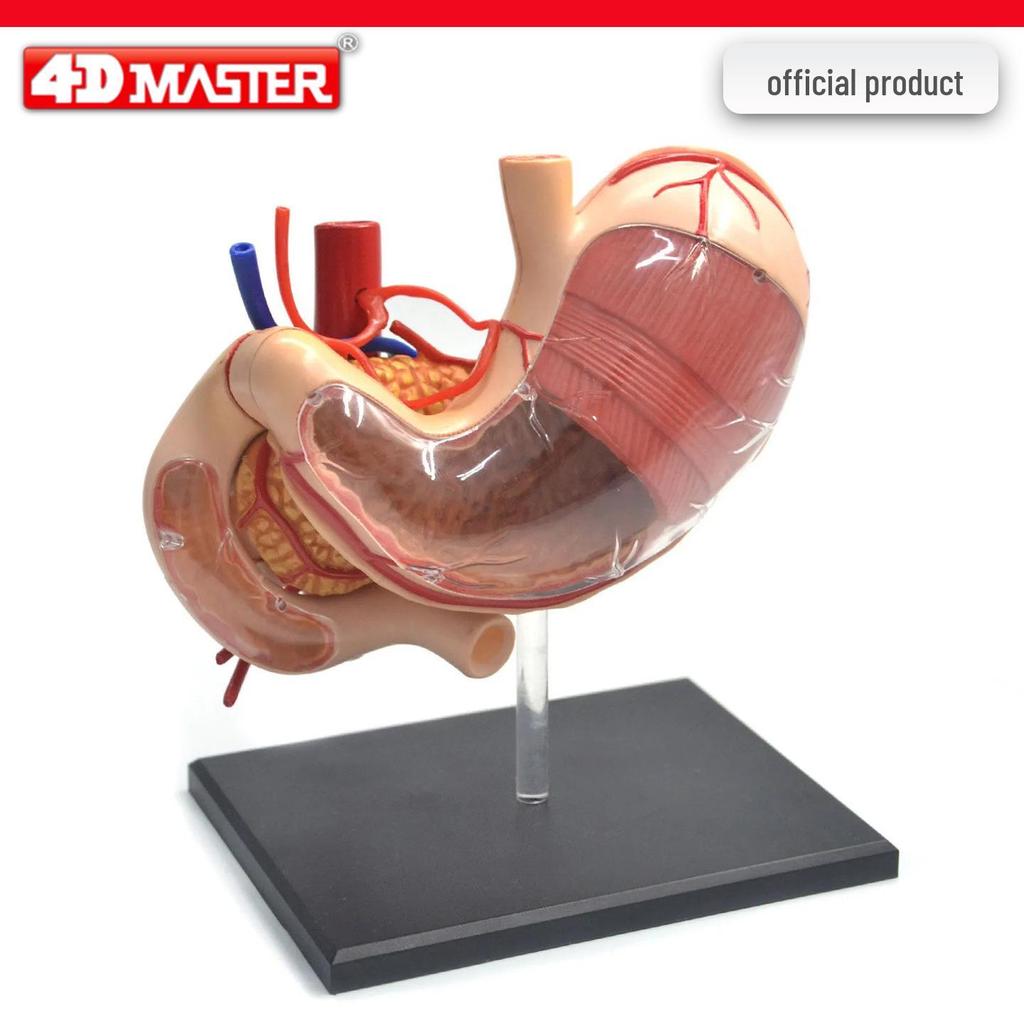 4D Knee Joint Ligament Anatomy Model for Medical Teaching