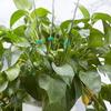 20PCS Plant Support Stakes with Fix Clip Sturdy Plant Support Sticks for Flowers and Vegetables Easy Installation Clear