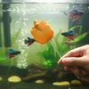 Colorful Betta Training Wand Fish Shaped Fish Training Stick  Fish Tanks Accessories