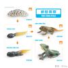 Simulation Frog Growth Cycle Model Early Education Cognition Darwin Frog Tree Frog Growth Process Static Ornament