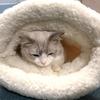 Pet Bed Warm Blanket Soft Handle Beautiful Cartoon Print Bag Sleep Pocket Bed Comfortable Nest