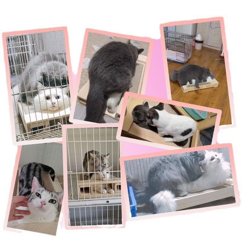 Cat Tree Mating Stand with Sisal Scratching Post