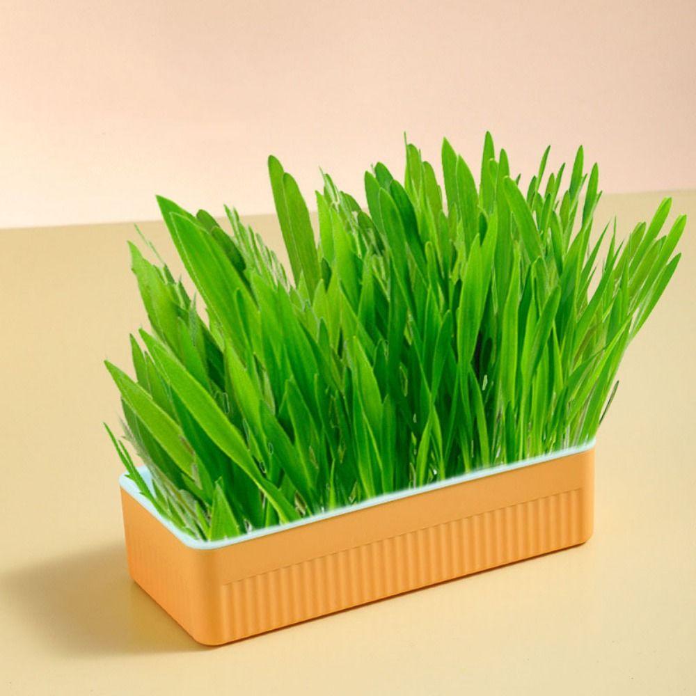 

3 Colors Pet Catgrass Removable Cat Grass Planting Box Cat Mint Planting Kitten