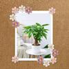30pcs Creative 3D Five-Petal Flower Pushpins for Photo Wall Decoration