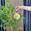 Soft Sweet And Plush Keychain Collection Featuring Adorable Bear Cat And Designs Bunny
