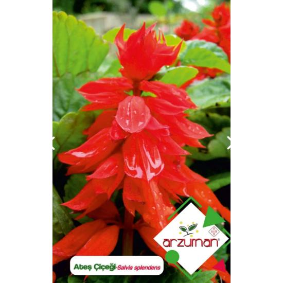 

Огненный цветок (Сальвия великолепная) Семена цветов 30 шт.