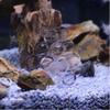 Acrylic Shrimp Breeding Tube Transparent Fish Tank Tube Quality Aquarium Shrimp Cave  Fish Tank
