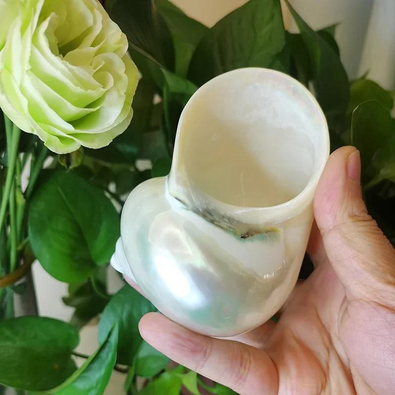 Large Polished Banded Jade Turbo Shells Natural Green Hermit Crab Shells Beach Crafts Nautical Decor Large Hermit Crabs 9Cm-11Cm