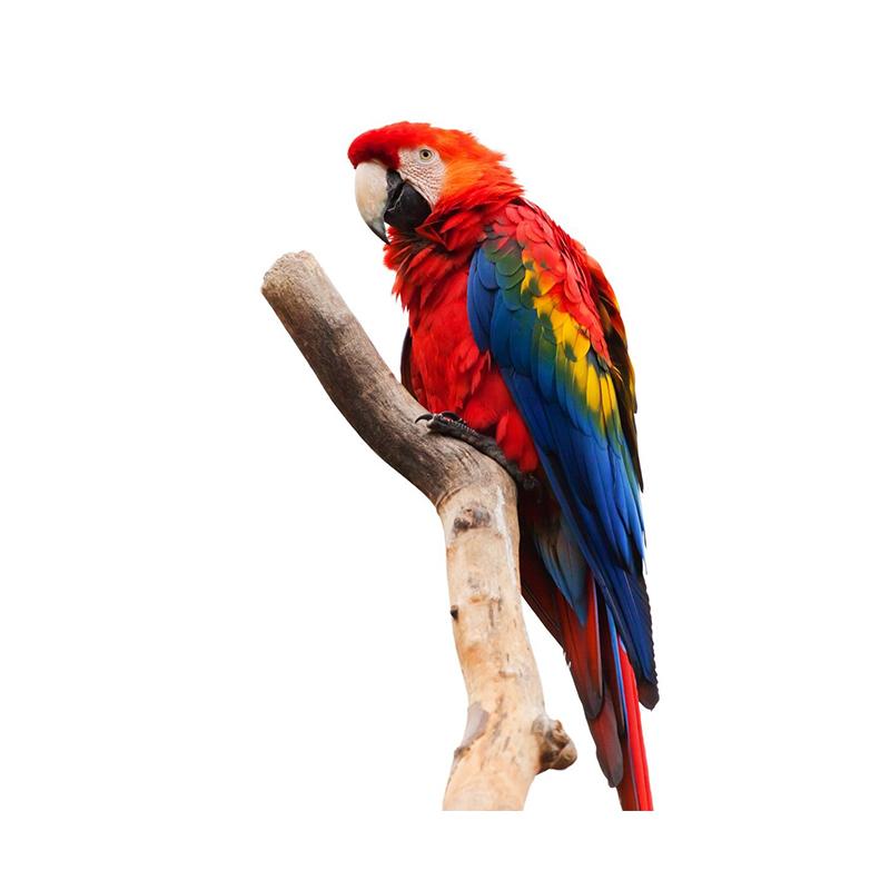 Exquisite Hand Painted Color Parrot Wall Sticker Home Decoration Decals for Bedroom Kitchen Living Room Decor Waterproof Sticker M424