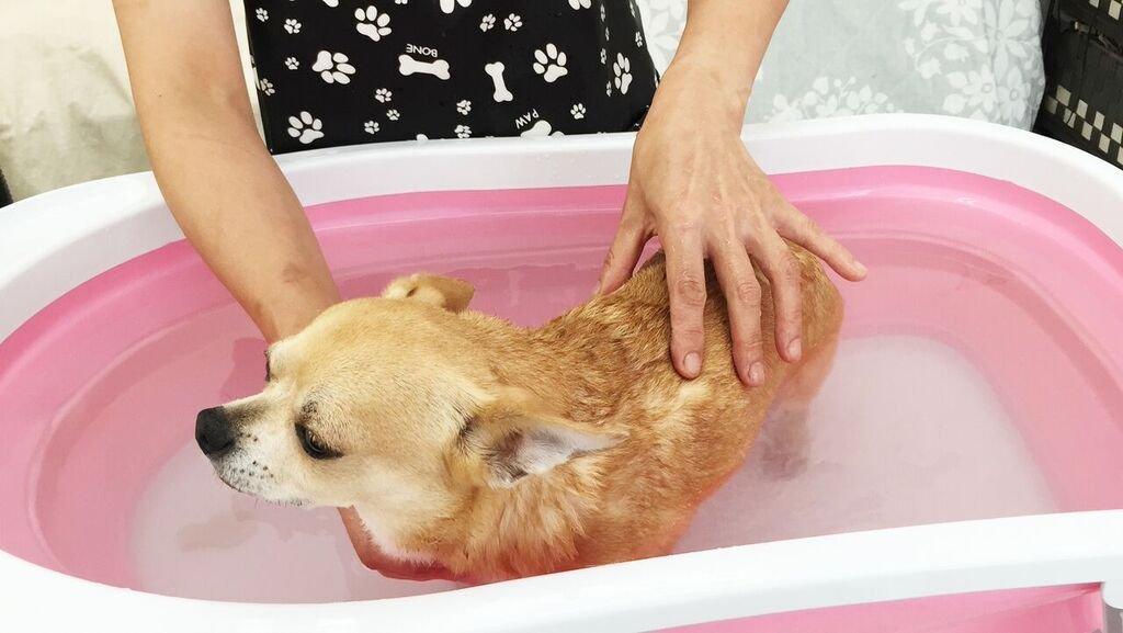 Kiyo Jochugiku Dog Bath Pet Skin Care Bath 14 Bath 10g x 14 Packets Additive, Geranium, Packets,