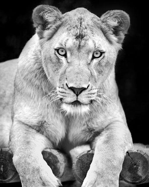 5D DIY Diamantmalerei Voll Quadrat Schwarz Weiß Tiere Diamantstickerei Löwe Tiger Mosaikbild aus Strass Dekor Geschenk