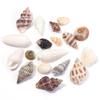 40g/bag Sea Shell Beads Tiny Conch Beads Undrilled Natural Shell Beads For Jewelry Making DIY Crafts Ornament Home Decoration