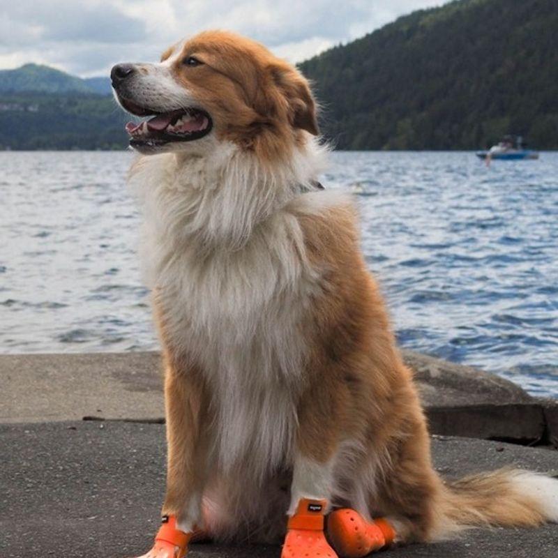 Wagwear Mojave Wagwellis