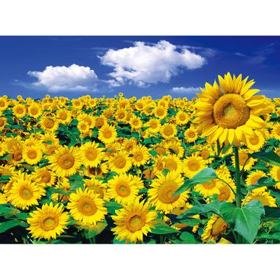 2000 Piece Jigsaw Puzzle - Sunflower Field and Blue Sky, Popular Korean Puzzle