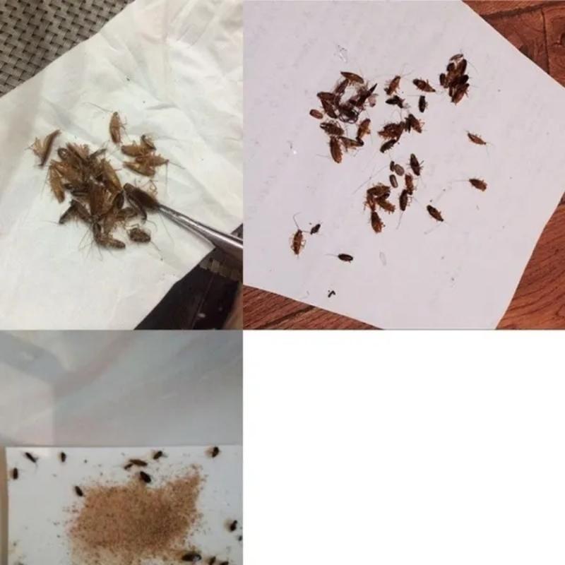 Buy Powerful Effective Cockroach Killing Bait Pesticide Powder