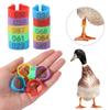 100pcs Portable Poultry Ankle Bands Mixed Colour Band Foot Ring  Poultry Accessories
