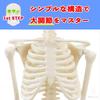 [Authentic, fully anatomical model for tabletop use] 45cm 1/4 scale compact human anatomy model. [A space-saving anatomical model with meticulous atte