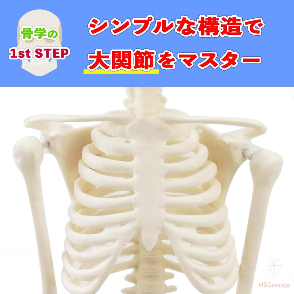 [Authentic, fully anatomical model for tabletop use] 45cm 1/4 scale compact human anatomy model. [A space-saving anatomical model with meticulous atte