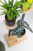 PEAK Universal Flower Stand - Black, 3-tier Flower Stand for 3 Pots