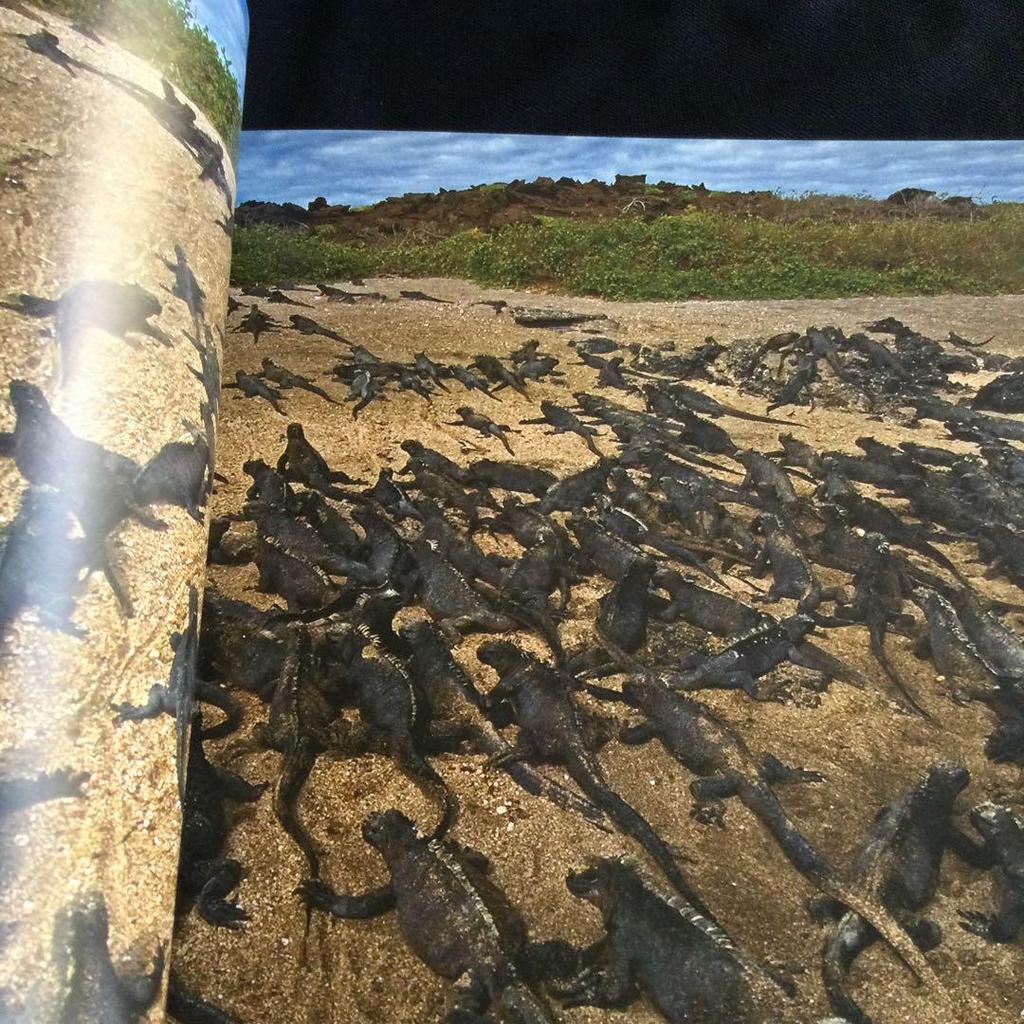 [USED] Galapagos Islands Photo Collection Nature South America Animals Foreign Books English Ecuador Ocean Volcano Book