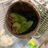 Small Animals House Pet Cage Habitats Decor Coconut Bird Nest Hut with Ladder for Parrots Parakeet Conures Cockatiel