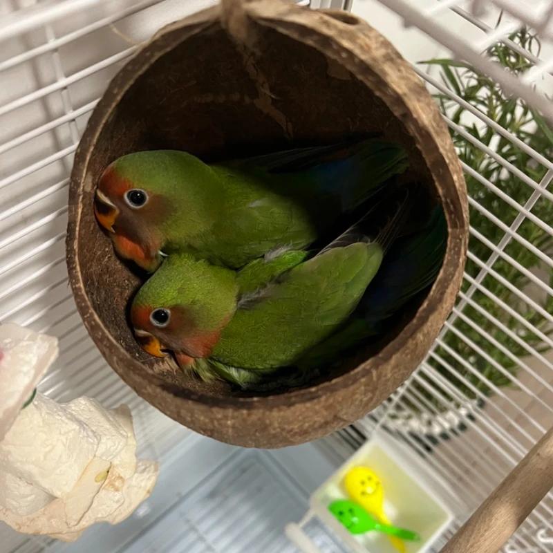 Small Animals House Pet Cage Habitats Decor Coconut Bird Nest Hut with Ladder for Parrots Parakeet Conures Cockatiel