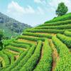 5 pezzi Tè ai fiori di gelsomino in fiore Tè naturale biologico per la salute con boccioli essiccati floreali