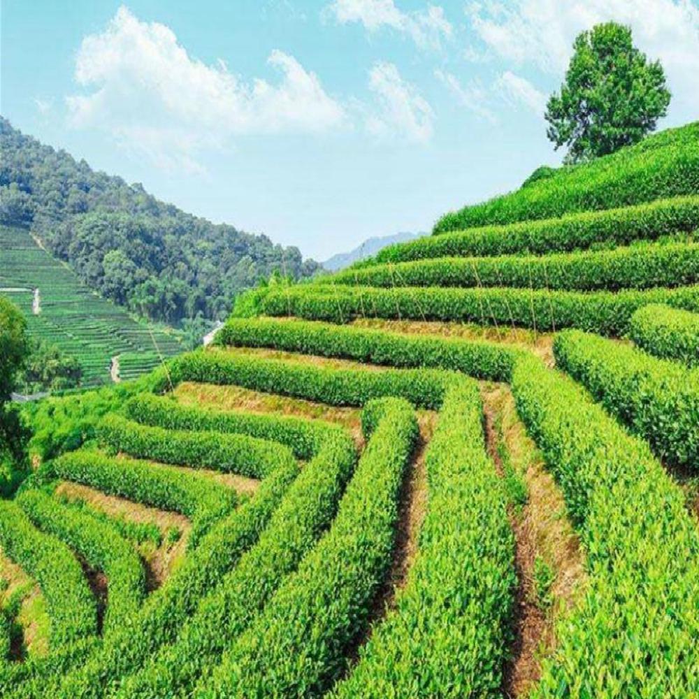 5 pezzi Tè ai fiori di gelsomino in fiore Tè naturale biologico per la salute con boccioli essiccati floreali