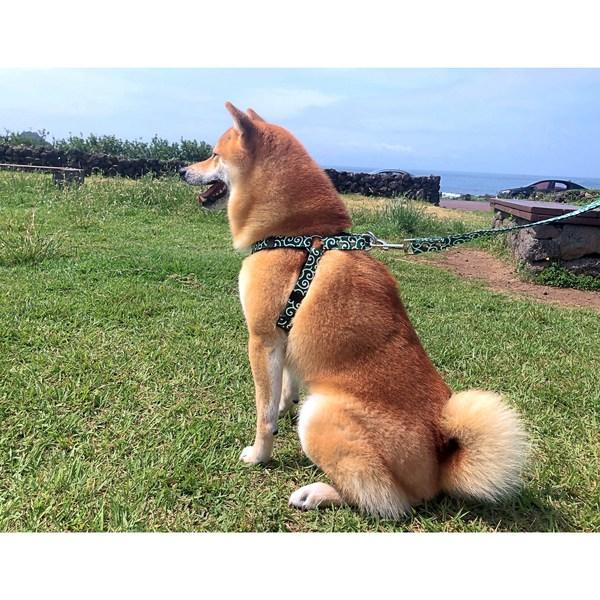 Dog Chest Leash, Harness for Small and Medium-sized Dogs, Shiba Inu Walking Leash, Anti-dog Supplies, Red