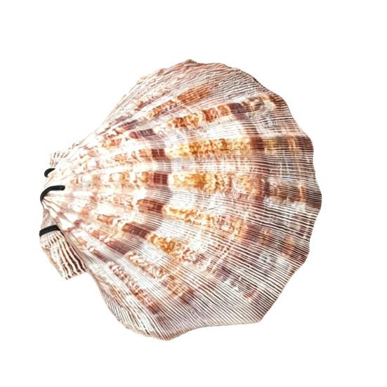 

Natural Scallop Shell Journal with Handmade Paper Beach-Themed Notebook for Writing Sketching Ocean-Inspired Diary for Women Girls Sea Lovers C